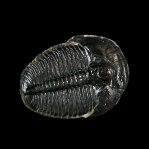 0.7" Elrathia Kingi Trilobite Fossil Utah Cambrian Age 521 Million Years Old COA - Fossil Age Minerals