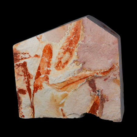 3.8" Detailed Glossopteris Browniana Fossil Plant Leafs Permian Age Australia