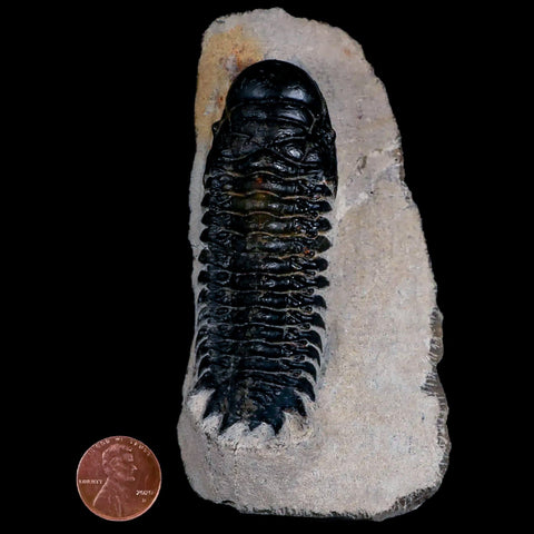 3.2" Crotalocephalus Gibbus Trilobite Fossil Morocco Devonian Age 400 Mil Yrs Old COA - Fossil Age Minerals