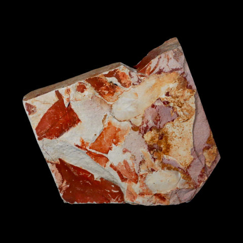 3.8" Detailed Glossopteris Browniana Fossil Plant Leafs Permian Age Australia - Fossil Age Minerals