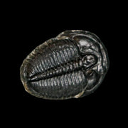 0.7" Elrathia Kingi Trilobite Fossil Utah Cambrian Age 521 Million Years Old COA