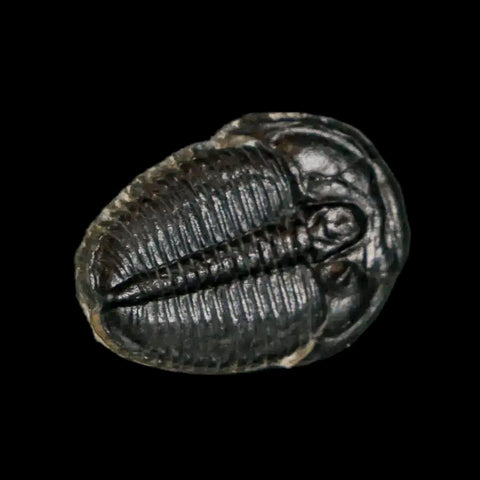 0.7" Elrathia Kingi Trilobite Fossil Utah Cambrian Age 521 Million Years Old COA - Fossil Age Minerals