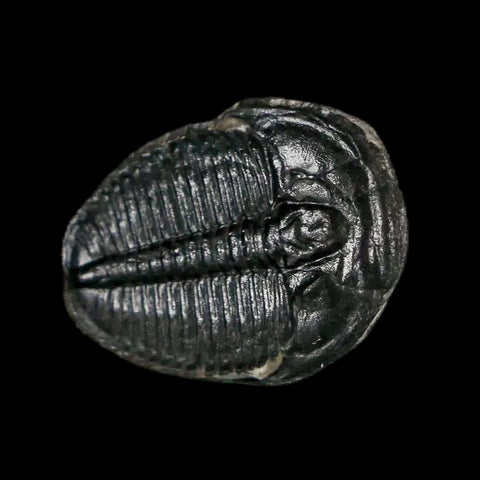 0.7" Elrathia Kingi Trilobite Fossil Utah Cambrian Age 521 Million Years Old COA - Fossil Age Minerals