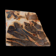 4.5" Detailed Glossopteris Browniana Fossil Plant Leafs Permian Age Australia