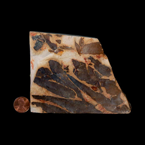 4.5" Detailed Glossopteris Browniana Fossil Plant Leafs Permian Age Australia - Fossil Age Minerals