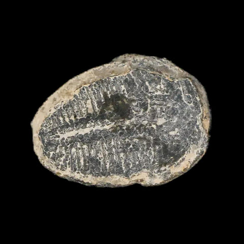 0.7" Elrathia Kingi Trilobite Fossil Utah Cambrian Age 521 Million Years Old COA - Fossil Age Minerals