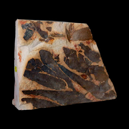 4.5" Detailed Glossopteris Browniana Fossil Plant Leafs Permian Age Australia