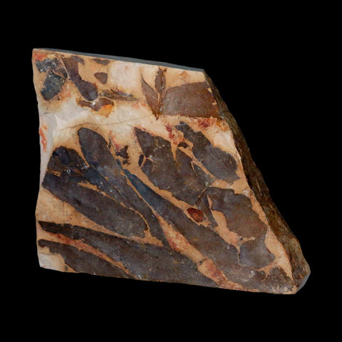 4.5" Detailed Glossopteris Browniana Fossil Plant Leafs Permian Age Australia - Fossil Age Minerals