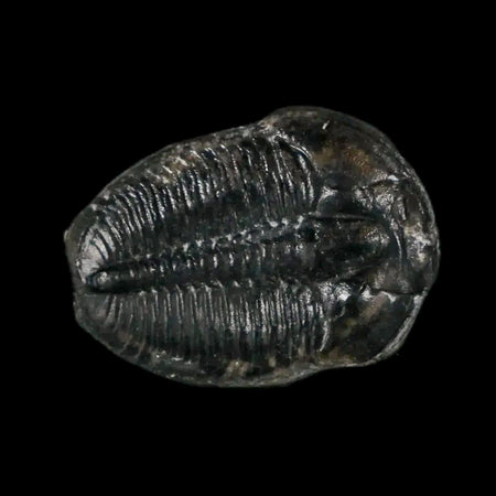 0.7" Elrathia Kingi Trilobite Fossil Utah Cambrian Age 521 Million Years Old COA