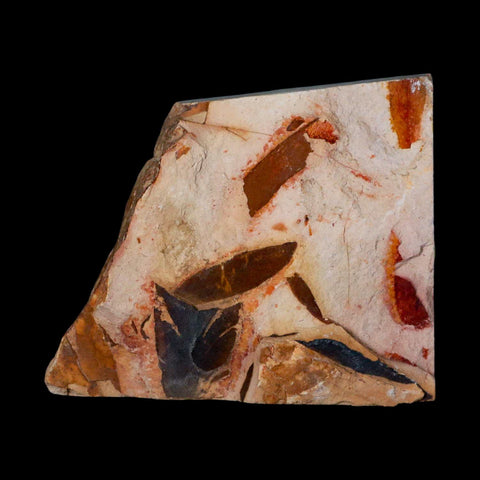 4.5" Detailed Glossopteris Browniana Fossil Plant Leafs Permian Age Australia - Fossil Age Minerals