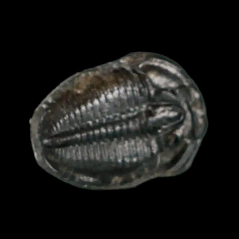 0.7" Elrathia Kingi Trilobite Fossil Utah Cambrian Age 521 Million Years Old COA - Fossil Age Minerals