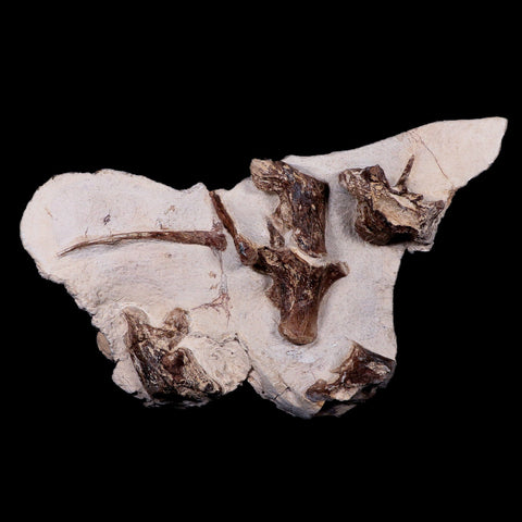 12.1" Mosasaur Tethysaurus Fossils In Situ Ribs, Vertebrae Cretaceous Dinosaur Era COA - Fossil Age Minerals