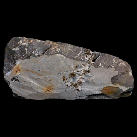 3.2" Crotalocephalus Gibbus Trilobite Fossil Morocco Devonian Age 400 Mil Yrs Old COA - Fossil Age Minerals
