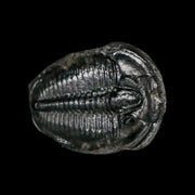 0.7" Elrathia Kingi Trilobite Fossil Utah Cambrian Age 521 Million Years Old COA