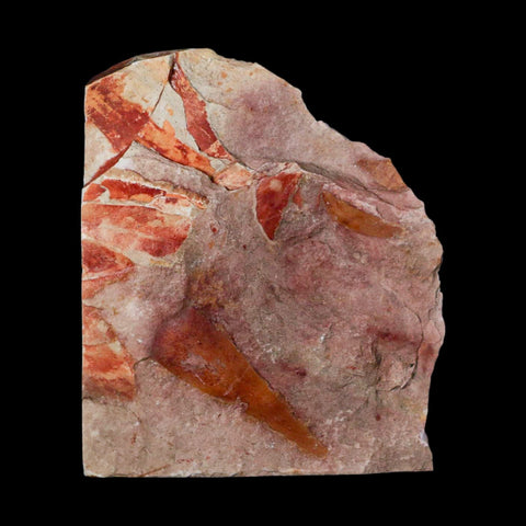 4.2" Detailed Glossopteris Browniana Fossil Plant Leafs Permian Age Australia - Fossil Age Minerals