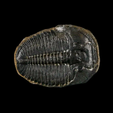 0.7" Elrathia Kingi Trilobite Fossil Utah Cambrian Age 521 Million Years Old COA - Fossil Age Minerals