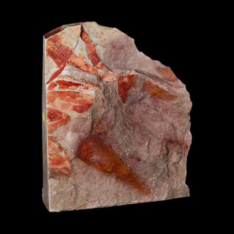 4.2" Detailed Glossopteris Browniana Fossil Plant Leafs Permian Age Australia - Fossil Age Minerals