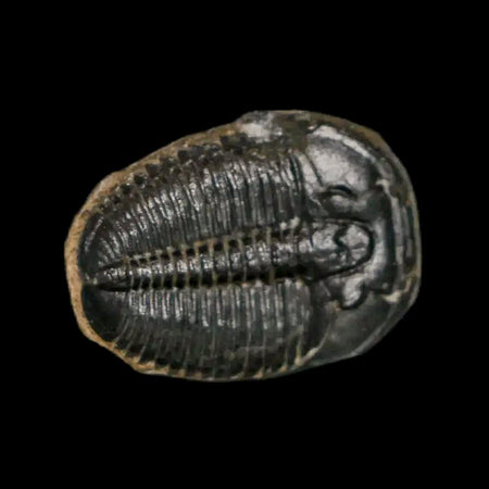 0.7" Elrathia Kingi Trilobite Fossil Utah Cambrian Age 521 Million Years Old COA