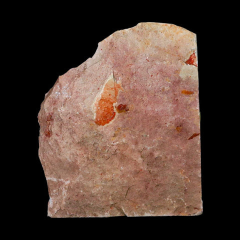 4.2" Detailed Glossopteris Browniana Fossil Plant Leafs Permian Age Australia - Fossil Age Minerals