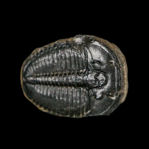 0.7" Elrathia Kingi Trilobite Fossil Utah Cambrian Age 521 Million Years Old COA - Fossil Age Minerals