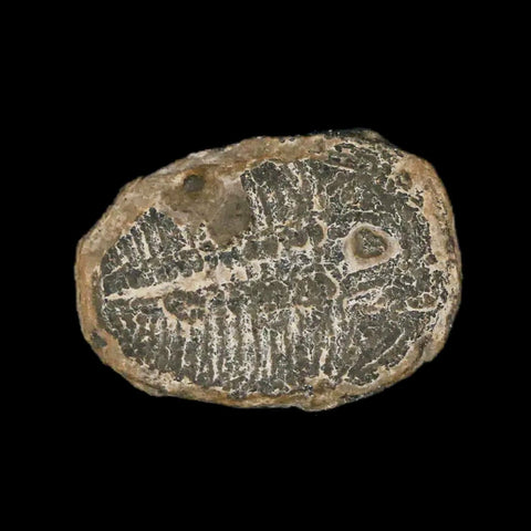 0.7" Elrathia Kingi Trilobite Fossil Utah Cambrian Age 521 Million Years Old COA - Fossil Age Minerals