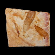 4.3" Detailed Glossopteris Browniana Fossil Plant Leafs Permian Age Australia