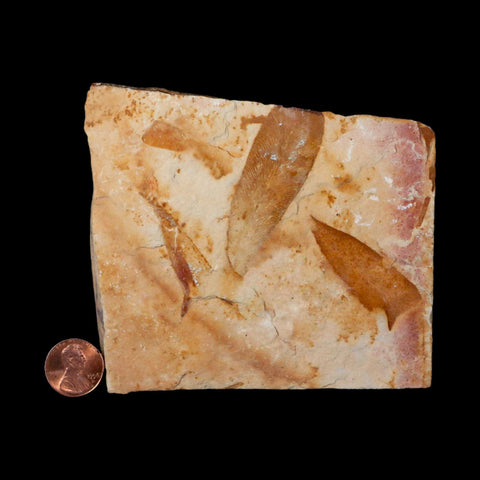 4.3" Detailed Glossopteris Browniana Fossil Plant Leafs Permian Age Australia - Fossil Age Minerals