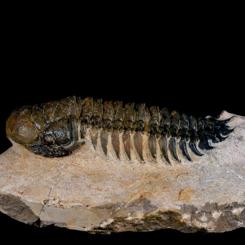 3.8" Crotalocephalus Gibbus Trilobite Fossil Morocco Devonian Age 400 Mil Yrs Old COA - Fossil Age Minerals