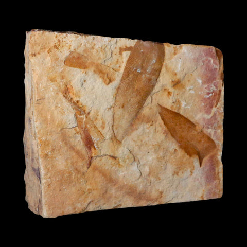 4.3" Detailed Glossopteris Browniana Fossil Plant Leafs Permian Age Australia - Fossil Age Minerals