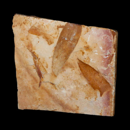 4.3" Detailed Glossopteris Browniana Fossil Plant Leafs Permian Age Australia