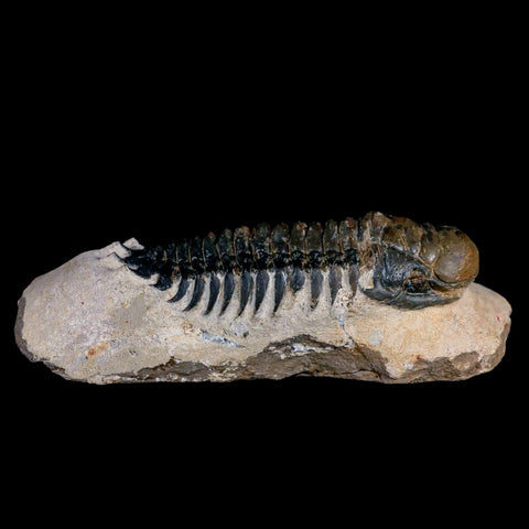 3.8" Crotalocephalus Gibbus Trilobite Fossil Morocco Devonian Age 400 Mil Yrs Old COA - Fossil Age Minerals