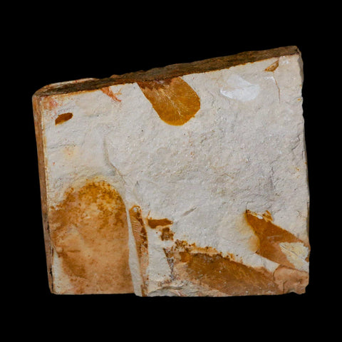 4.3" Detailed Glossopteris Browniana Fossil Plant Leafs Permian Age Australia - Fossil Age Minerals