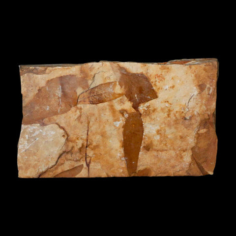 4.6" Detailed Glossopteris Browniana Fossil Plant Leafs Permian Age Australia - Fossil Age Minerals