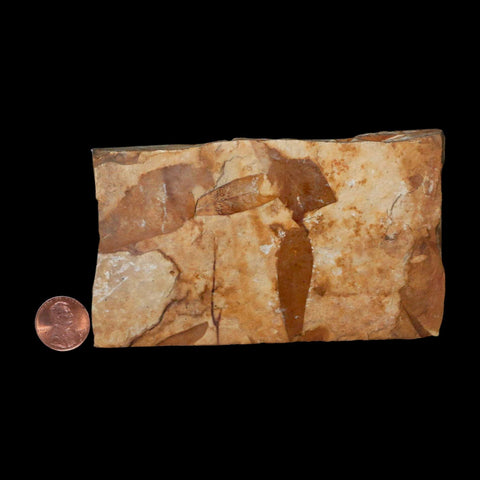 4.6" Detailed Glossopteris Browniana Fossil Plant Leafs Permian Age Australia - Fossil Age Minerals