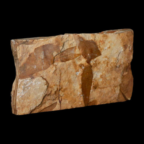 4.6" Detailed Glossopteris Browniana Fossil Plant Leafs Permian Age Australia - Fossil Age Minerals