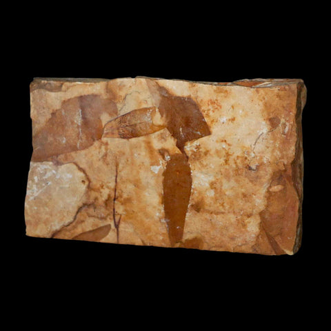 4.6" Detailed Glossopteris Browniana Fossil Plant Leafs Permian Age Australia - Fossil Age Minerals