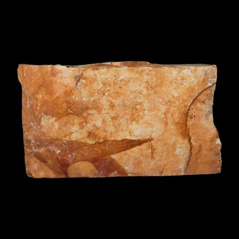 4.6" Detailed Glossopteris Browniana Fossil Plant Leafs Permian Age Australia - Fossil Age Minerals