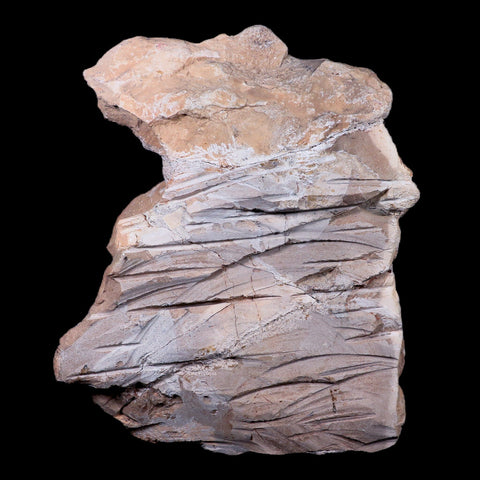 10.5" Polycotylid Plesiosaur Vertebrae Fossil In Situ Cretaceous Dinosaur Age COA - Fossil Age Minerals