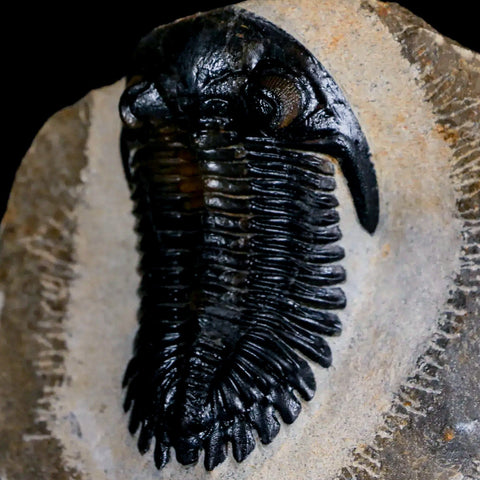 2.5" Metacanthina Issoumourensis Trilobite Fossil Devonian Age 400 Mil Yrs Old COA - Fossil Age Minerals