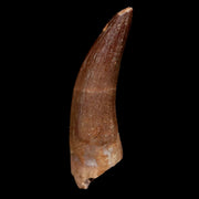 1.7" Plesiosaur Zarafasaura Tooth Fossil Cretaceous Dinosaur Era COA, Stand