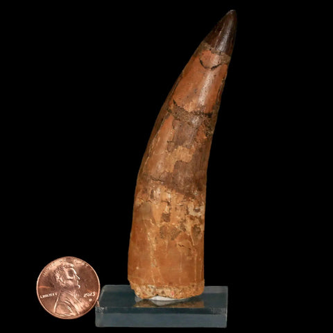 XL 3.5" Spinosaurus Fossil Tooth 100 Million Years Old Cretaceous Dinosaur COA Stand - Fossil Age Minerals