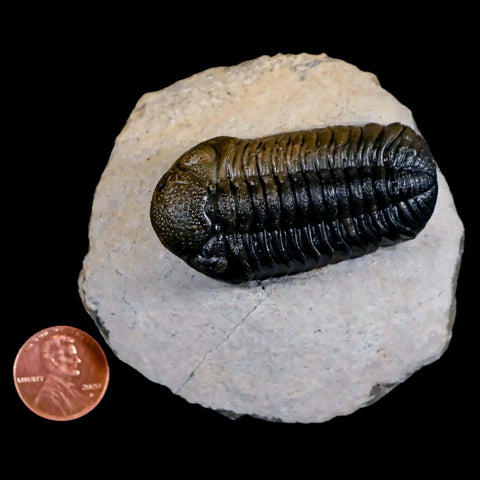 2.2" Moroccops Trilobite Fossil Devonian Morocco 400 Million Years Old COA - Fossil Age Minerals