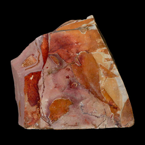 4" Detailed Glossopteris Browniana Fossil Plant Leafs Permian Age Australia - Fossil Age Minerals