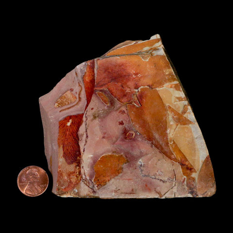 4" Detailed Glossopteris Browniana Fossil Plant Leafs Permian Age Australia - Fossil Age Minerals