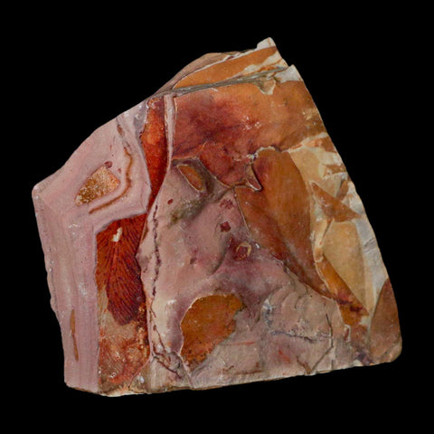 4" Detailed Glossopteris Browniana Fossil Plant Leafs Permian Age Australia - Fossil Age Minerals