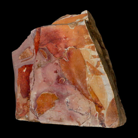 4" Detailed Glossopteris Browniana Fossil Plant Leafs Permian Age Australia - Fossil Age Minerals