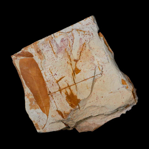 3.7" Detailed Glossopteris Browniana Fossil Plant Leafs Permian Age Australia - Fossil Age Minerals