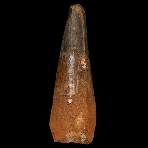 XL 3.2" Spinosaurus Fossil Tooth 100 Million Years Old Cretaceous Dinosaur COA Stand - Fossil Age Minerals