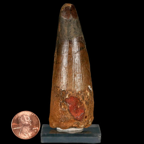 XL 3.2" Spinosaurus Fossil Tooth 100 Million Years Old Cretaceous Dinosaur COA Stand - Fossil Age Minerals