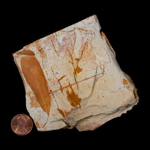 3.7" Detailed Glossopteris Browniana Fossil Plant Leafs Permian Age Australia - Fossil Age Minerals